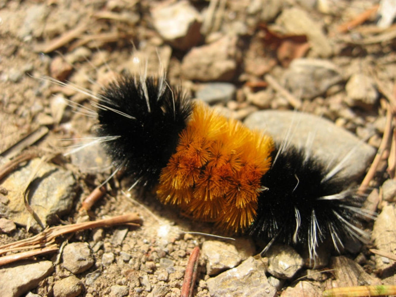 Black And Orange Caterpillar