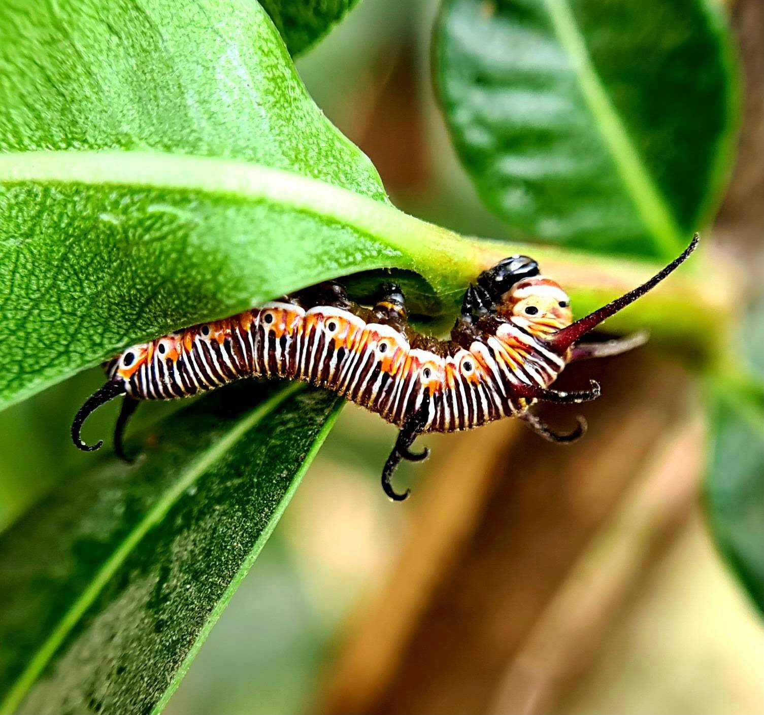 Black And Orange Caterpillar Insect