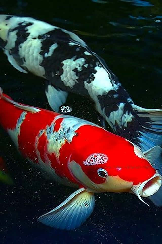 Black And Orange Live Koi Fish Background