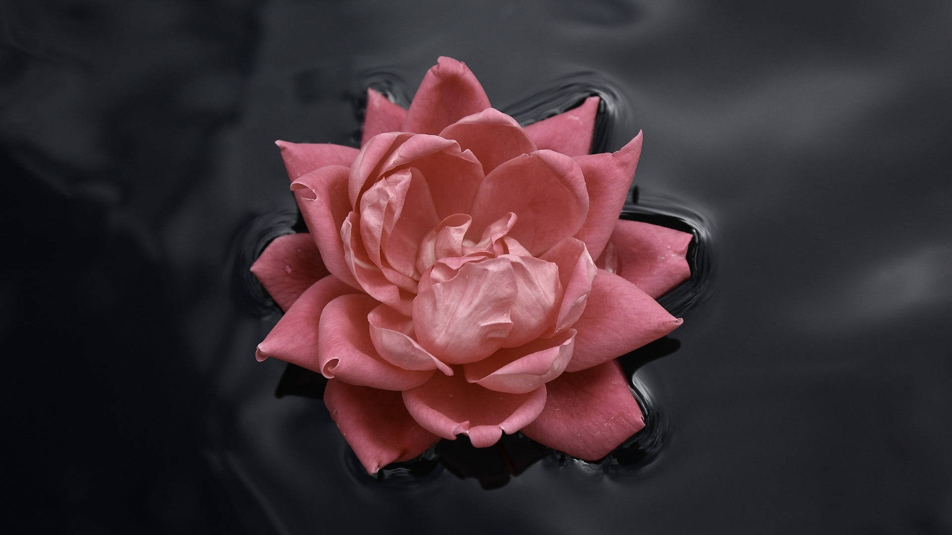 Black And Pink Aesthetic Floating Rose Background