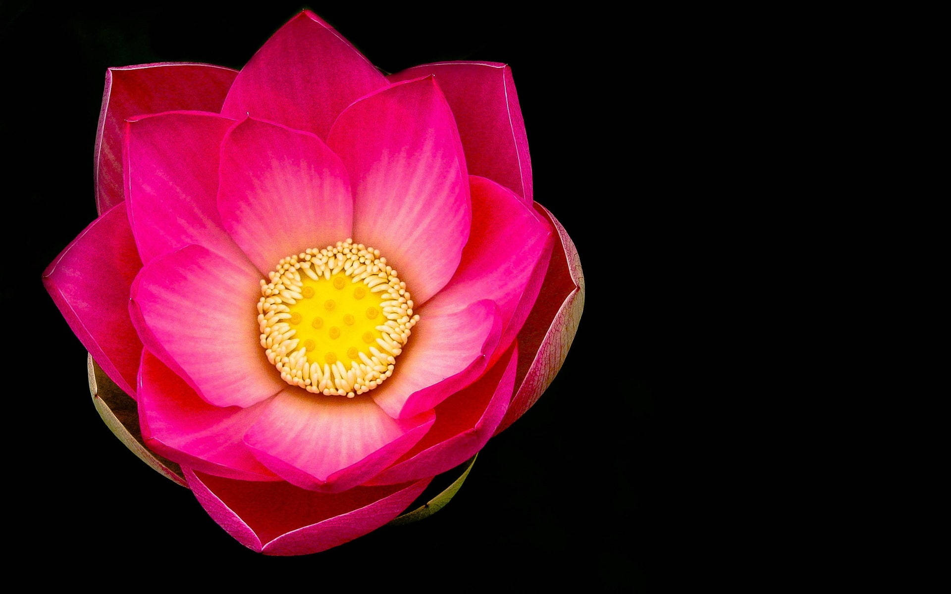 Black And Pink Aesthetic Lotus Flower Background