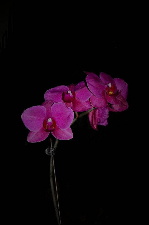 Black And Pink Aesthetic Orchids Background