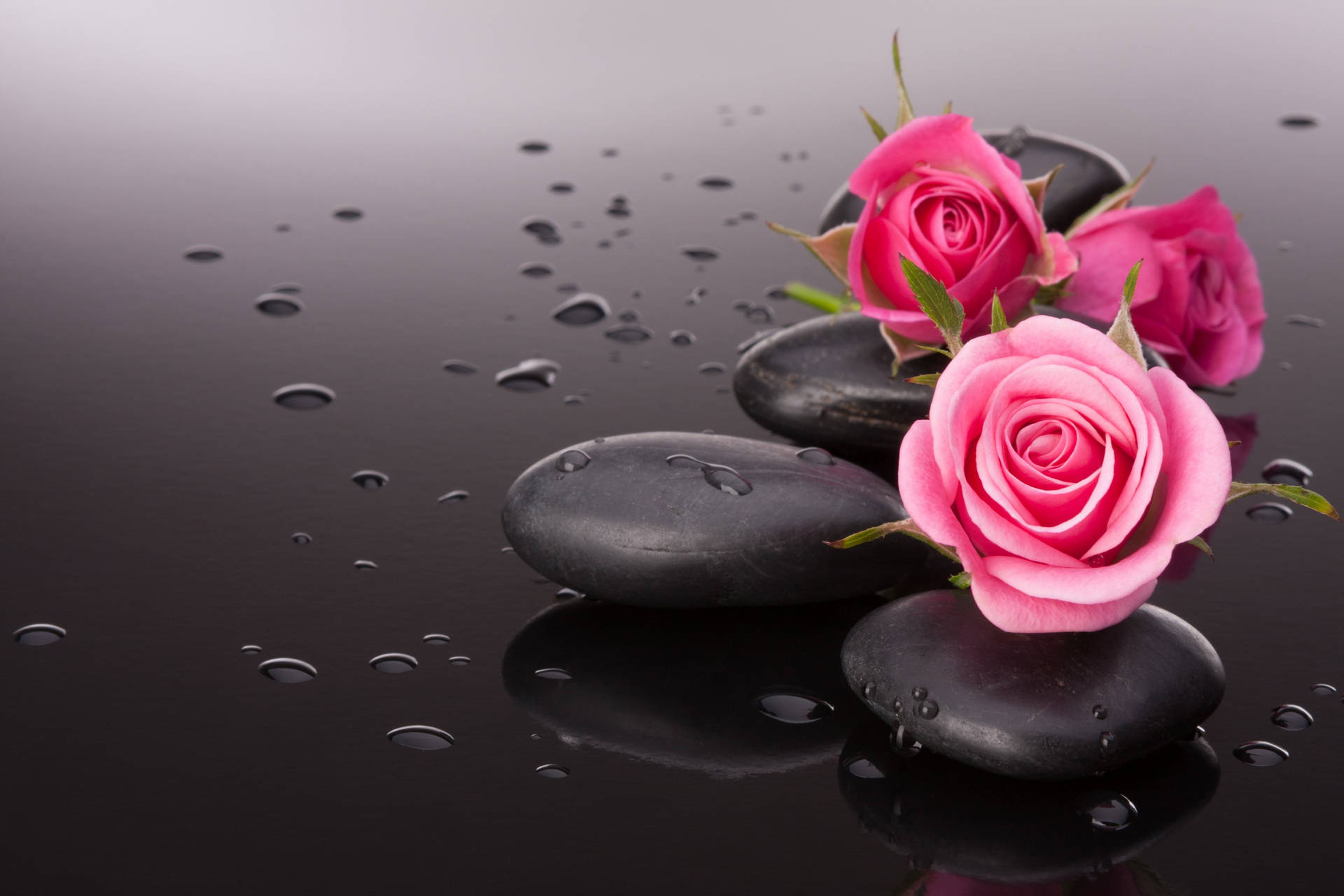 Black And Pink Aesthetic Roses Pebbles Background