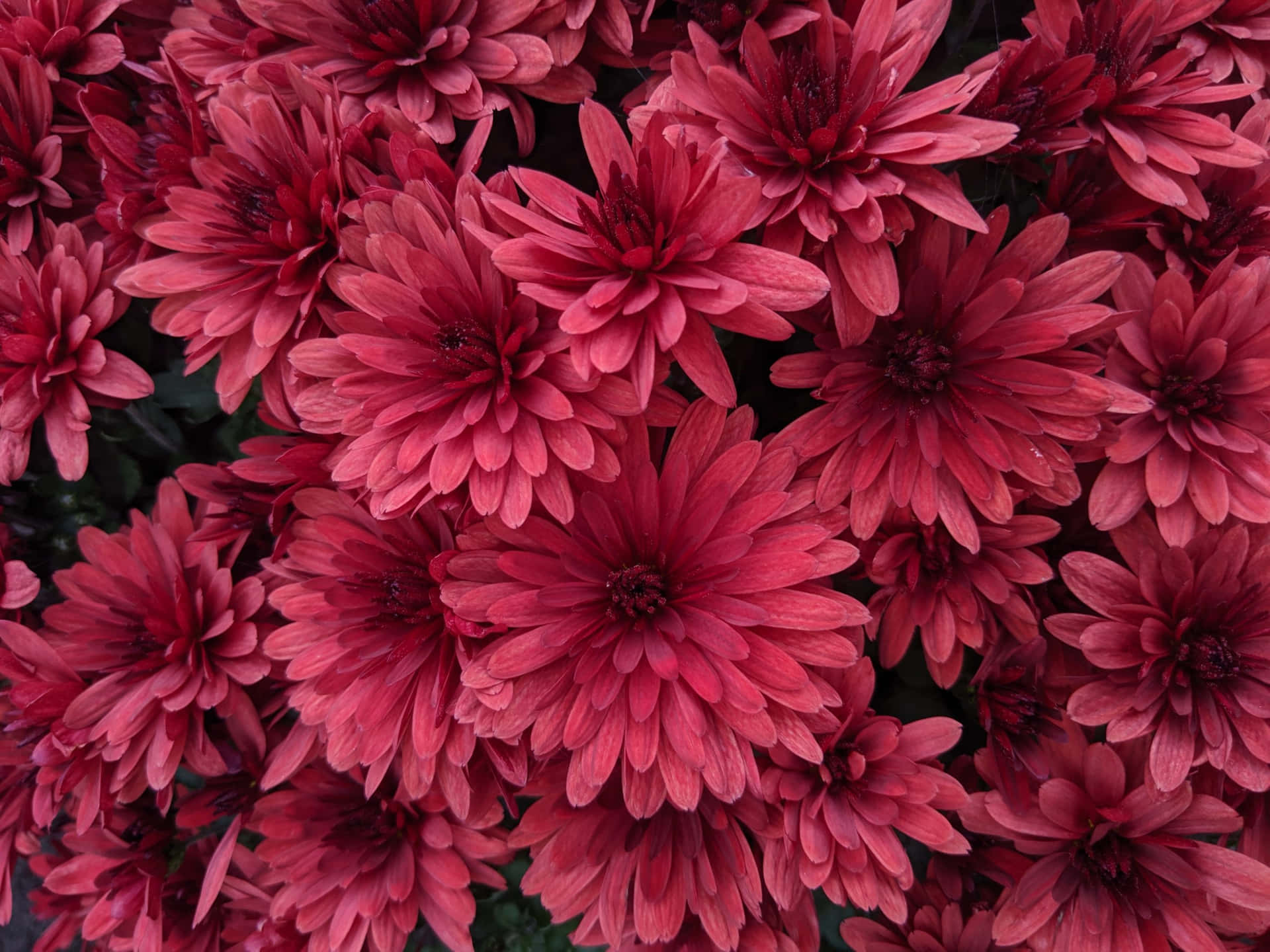 Black And Pink Flower Field Background