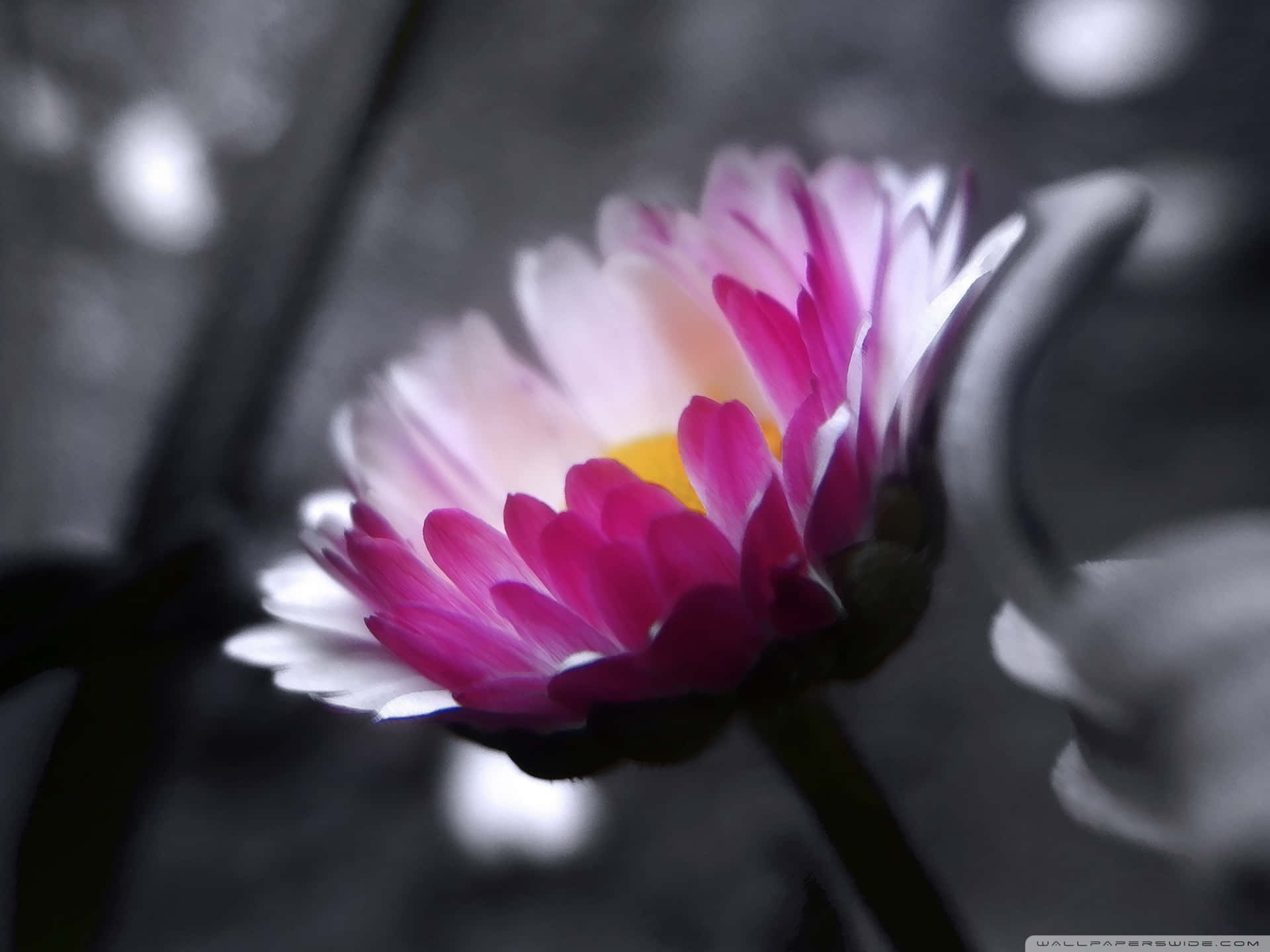 Black And Pink Flower Grayscale Background