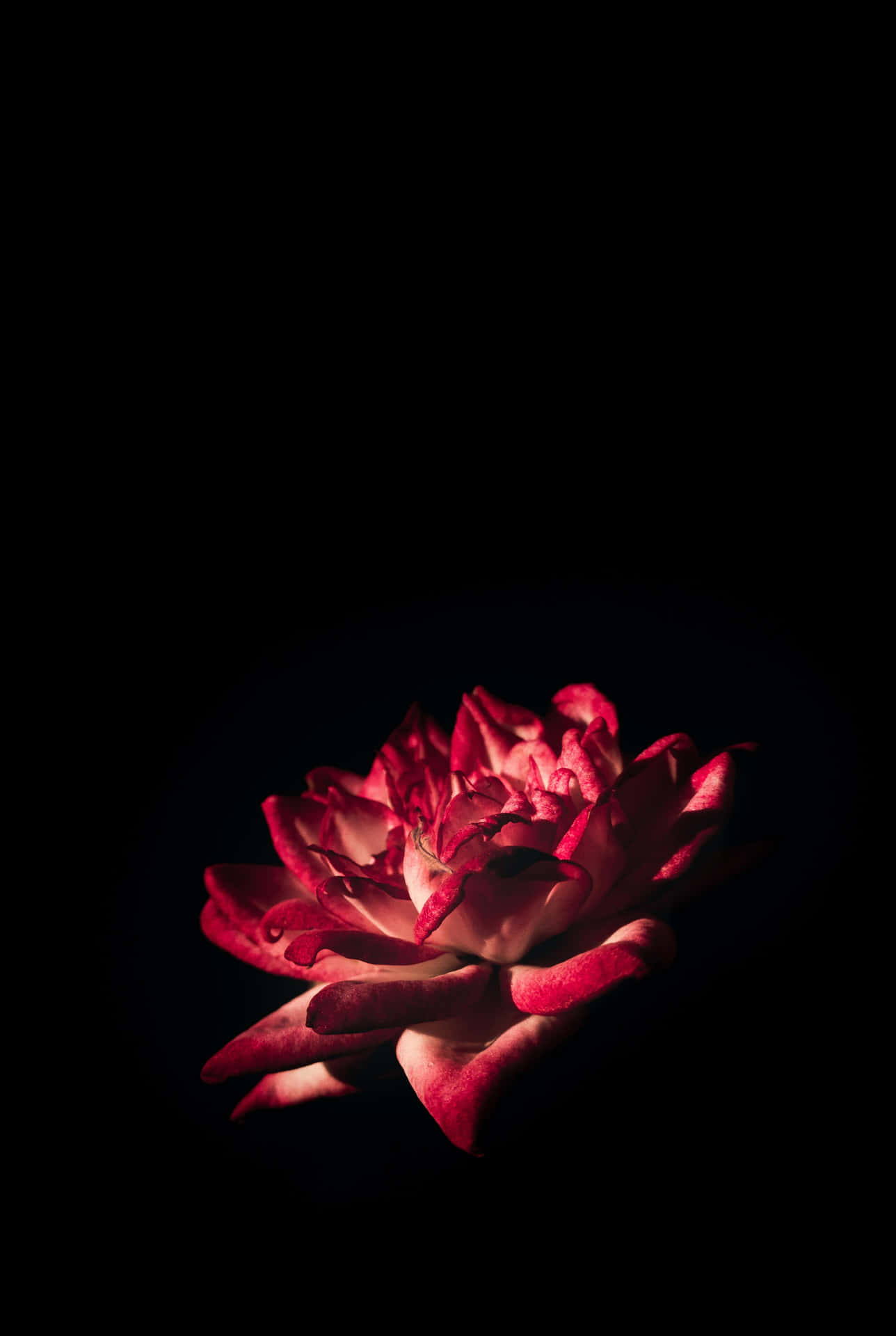 Black And Pink Iphone Rose Flower Background