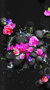 Black And Pink Orchids Themes Background