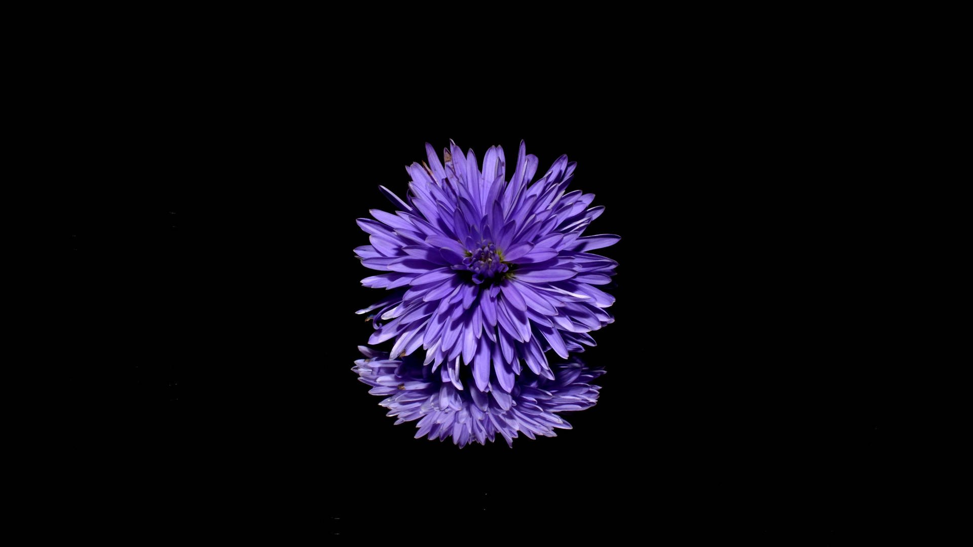 Black And Purple Aesthetic Flowers