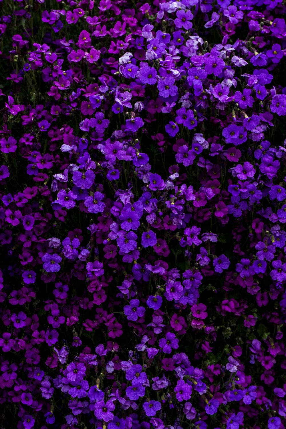Black And Purple Aesthetic Flowers Background