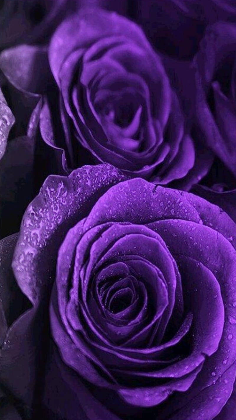 Black And Purple Aesthetic Roses Up-close Background