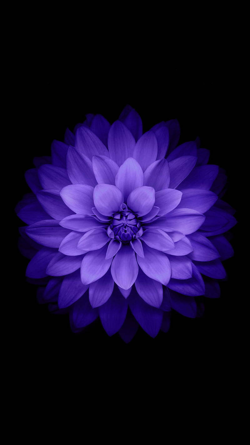 Black And Purple Aesthetic Symmetric Flower Background