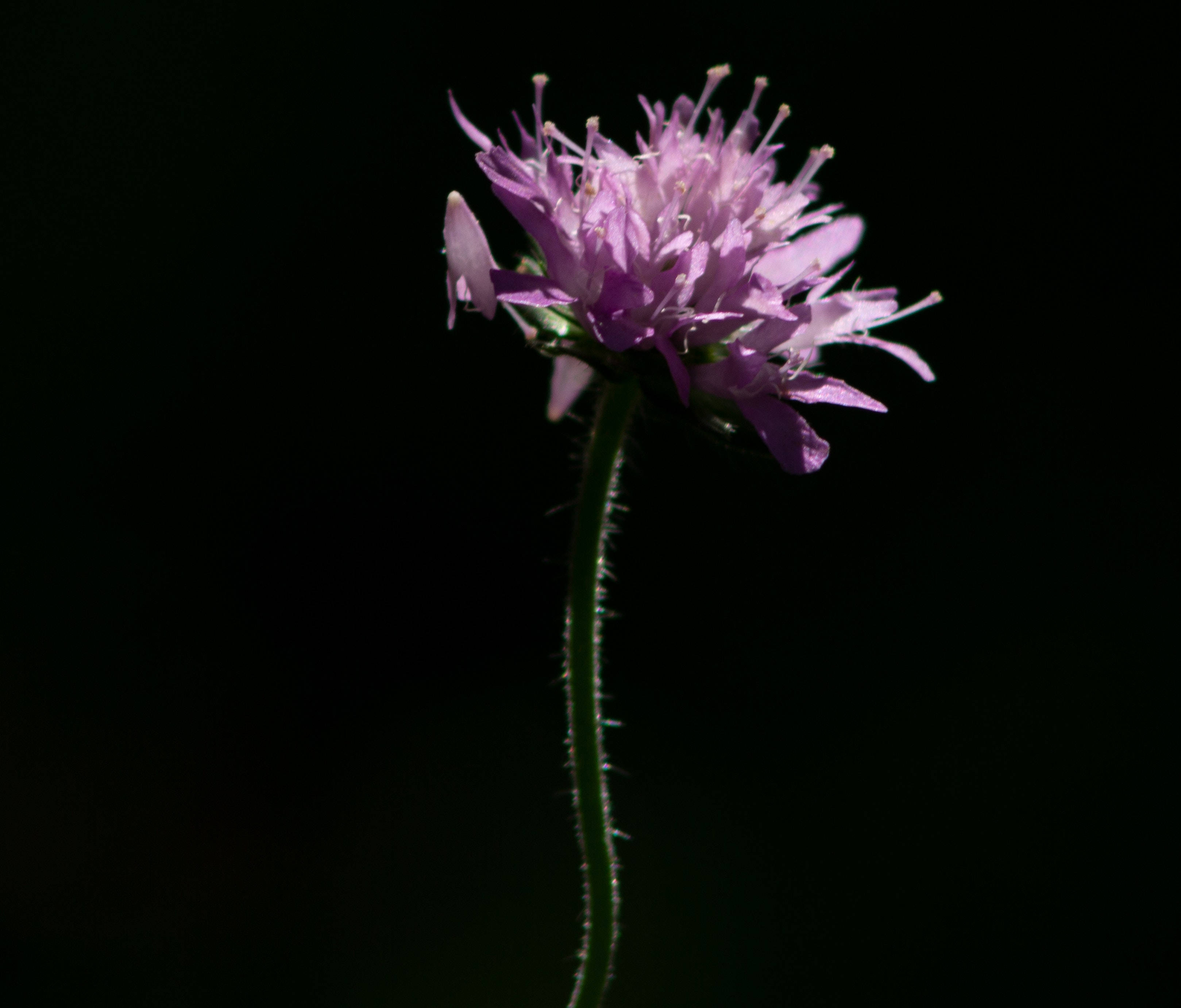 Black And Purple Bloom Background