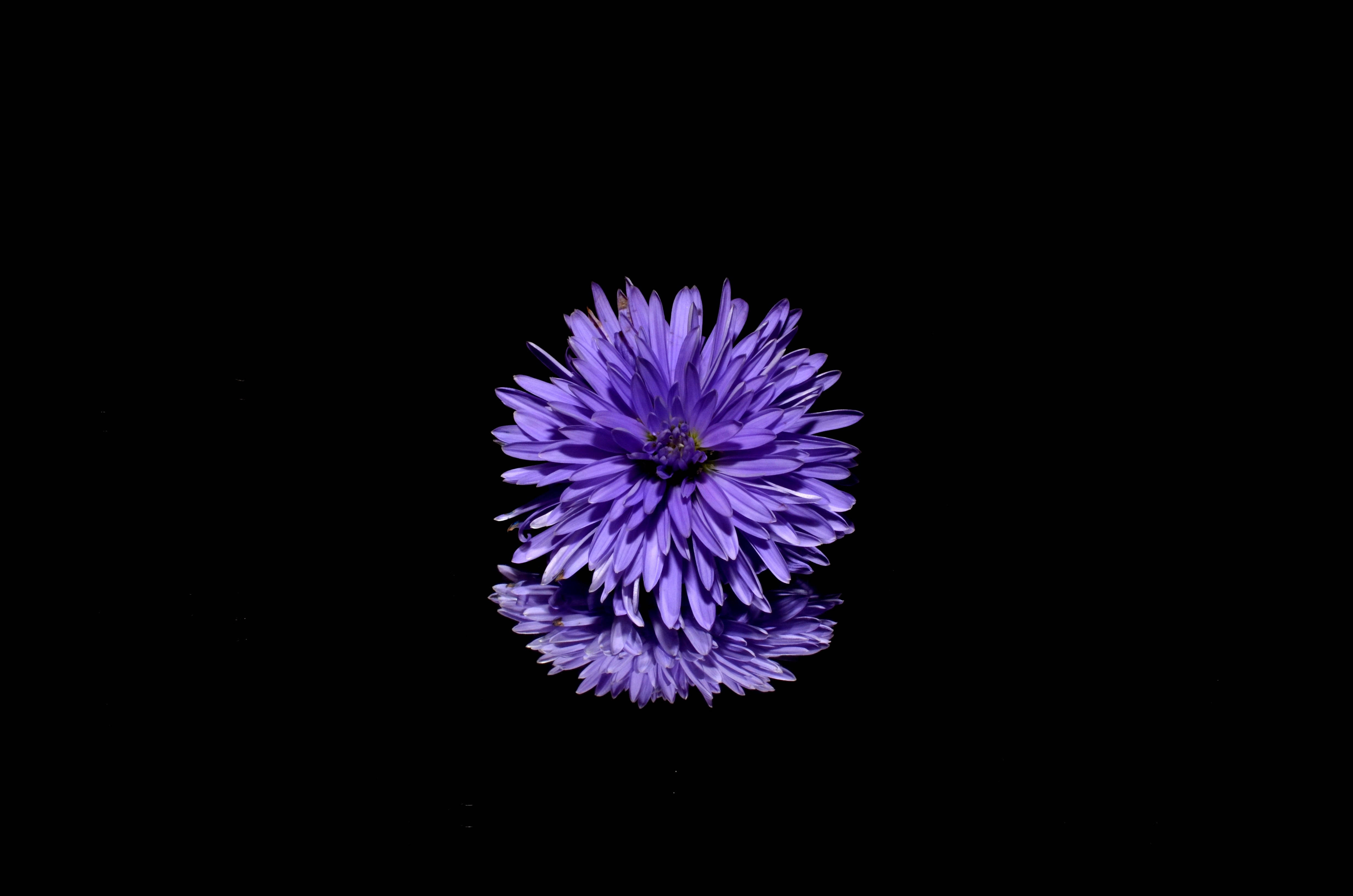 Black And Purple Blossom Background