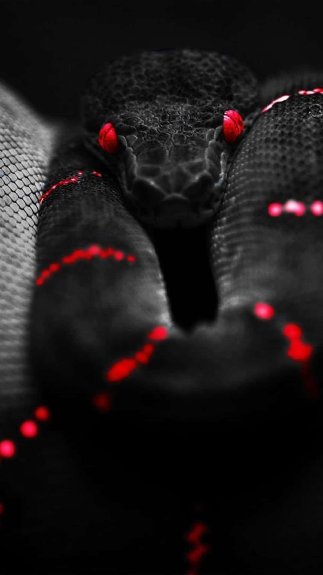 Black And Red Aesthetic Snake Close Up Shot