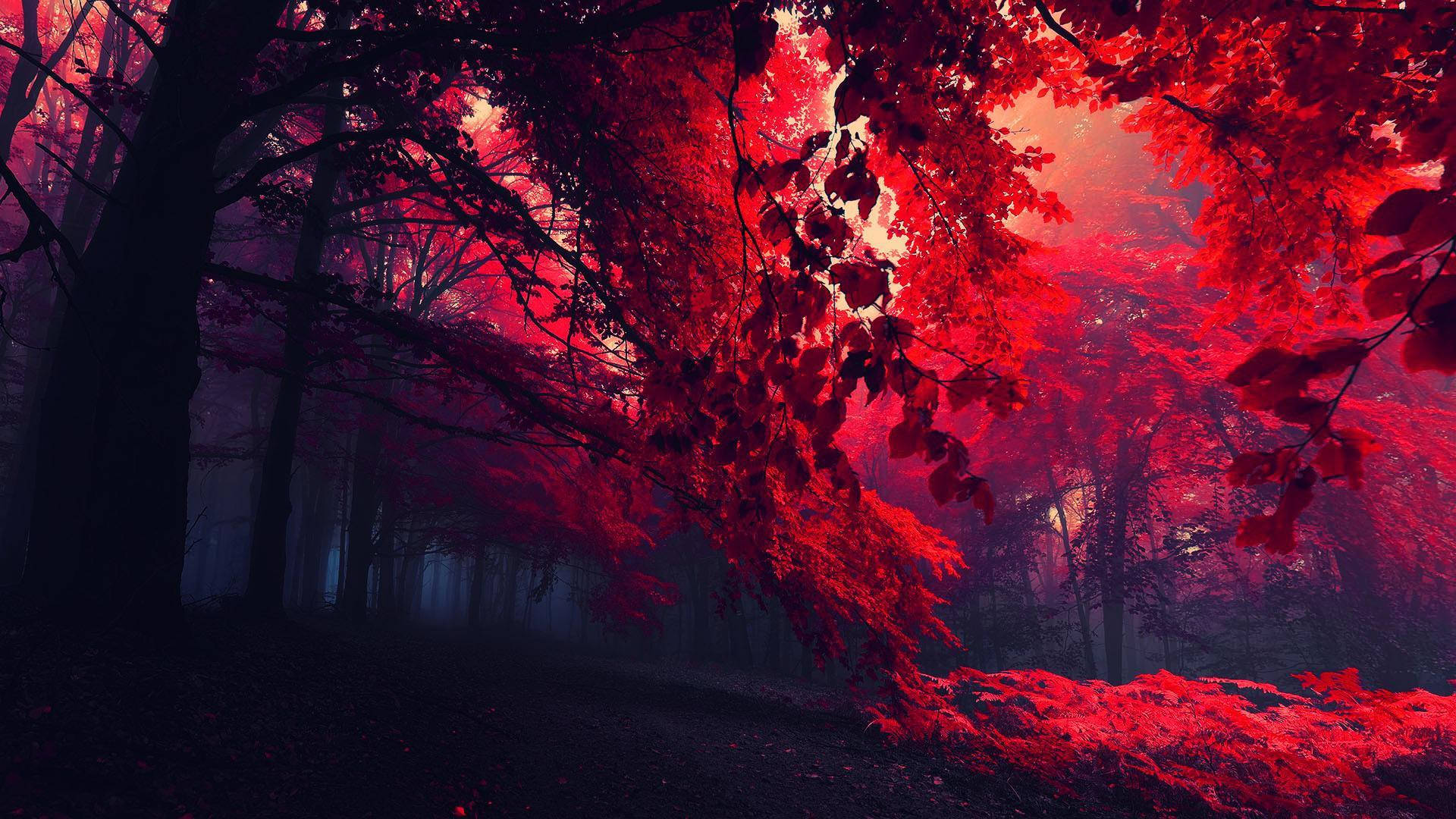 Black And Red Forest Of Trees Background