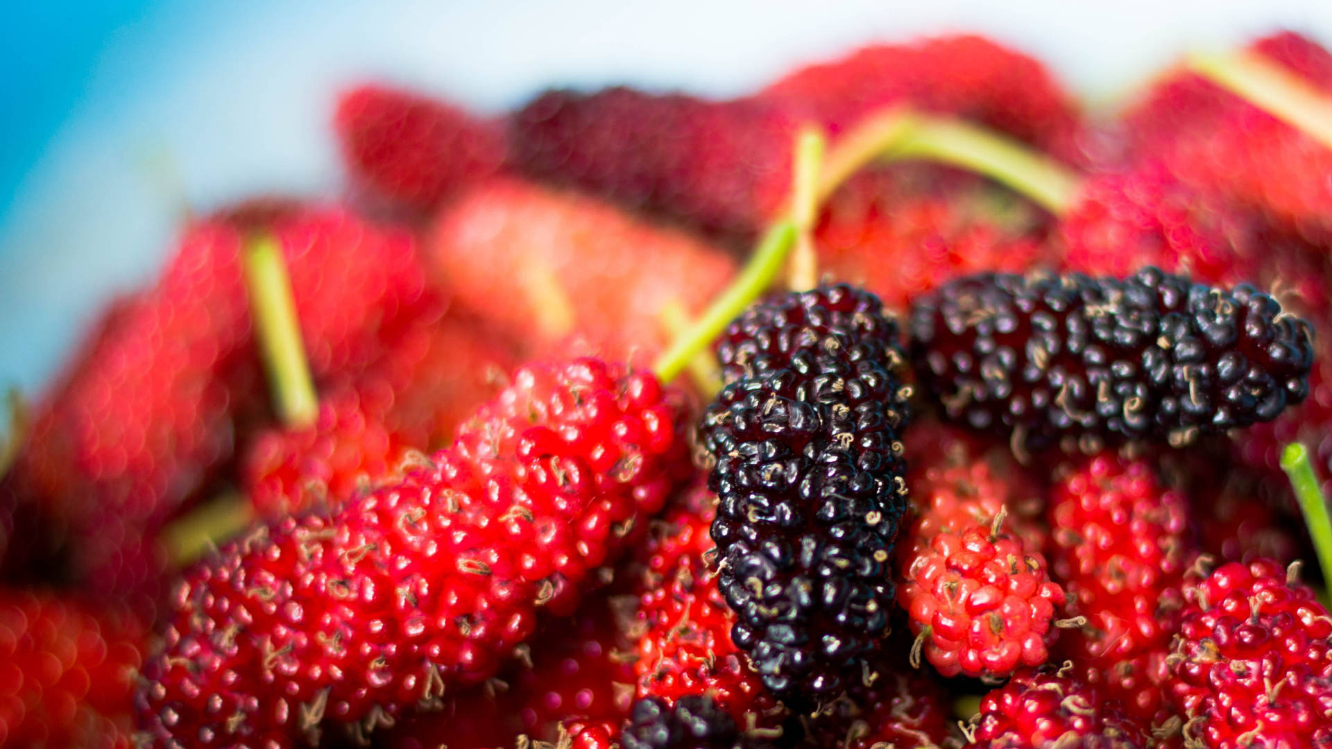 Black And Red Mulberry Fruits Macro Shot