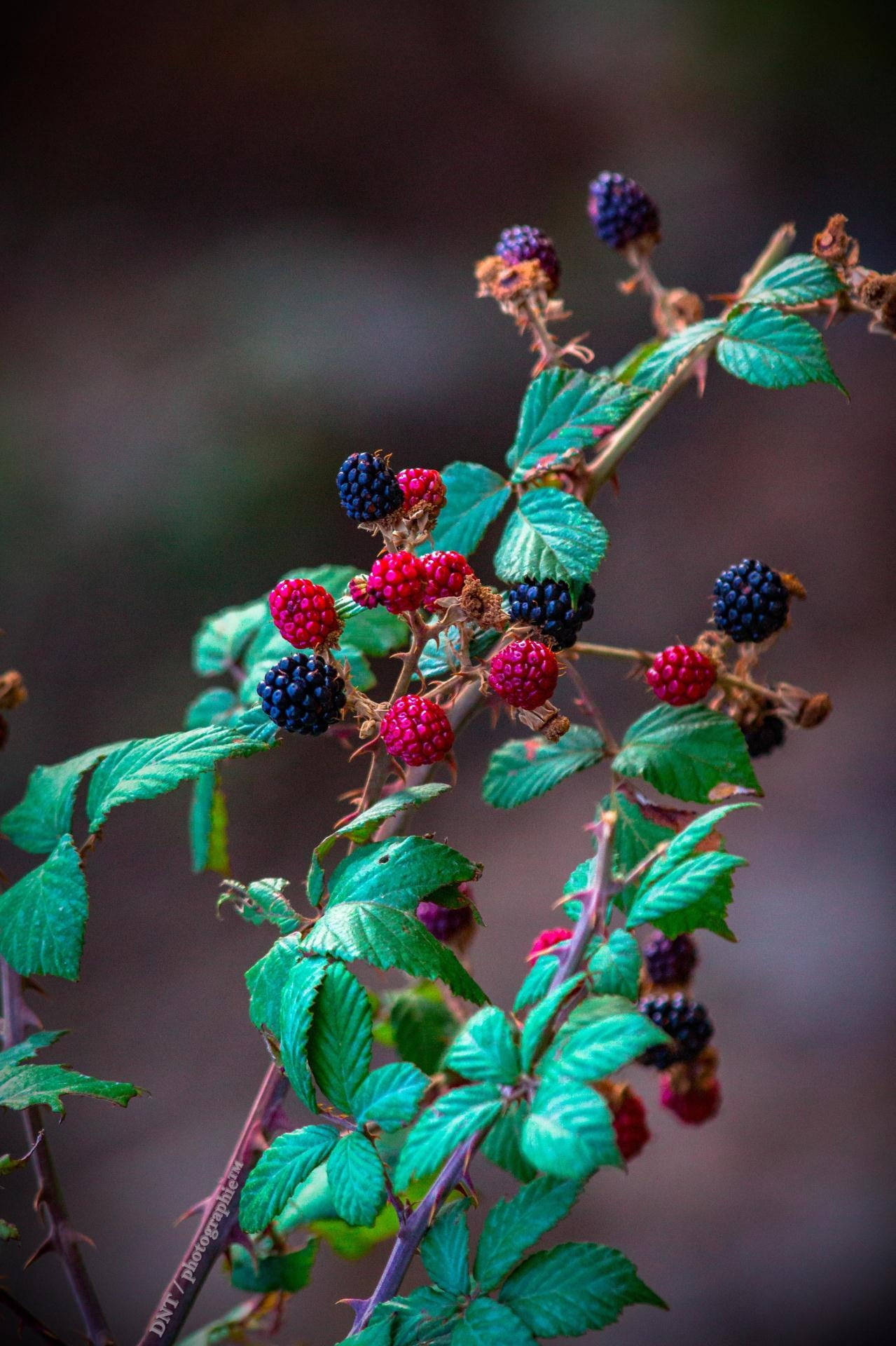 Black And Red Mulberry Plant Background