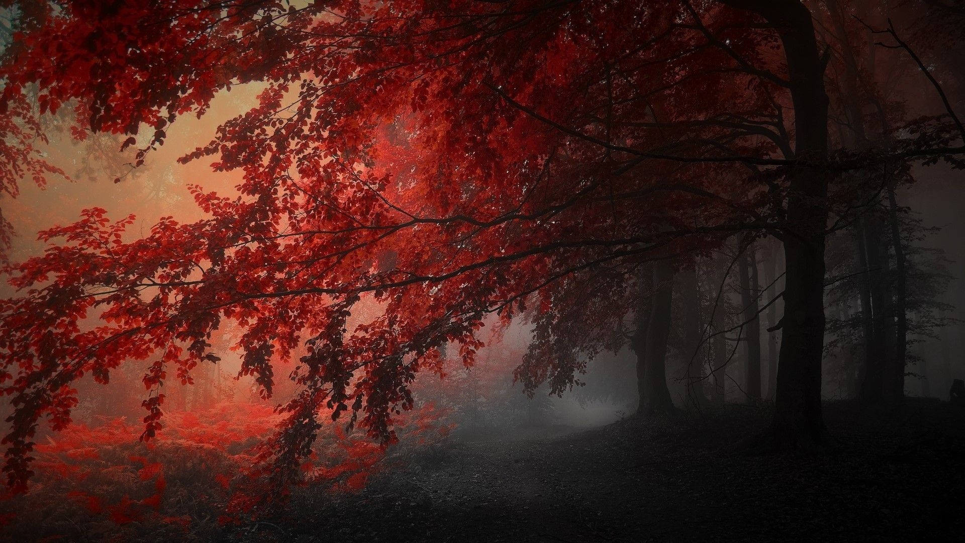 Black And Red Tree During Autumn Background
