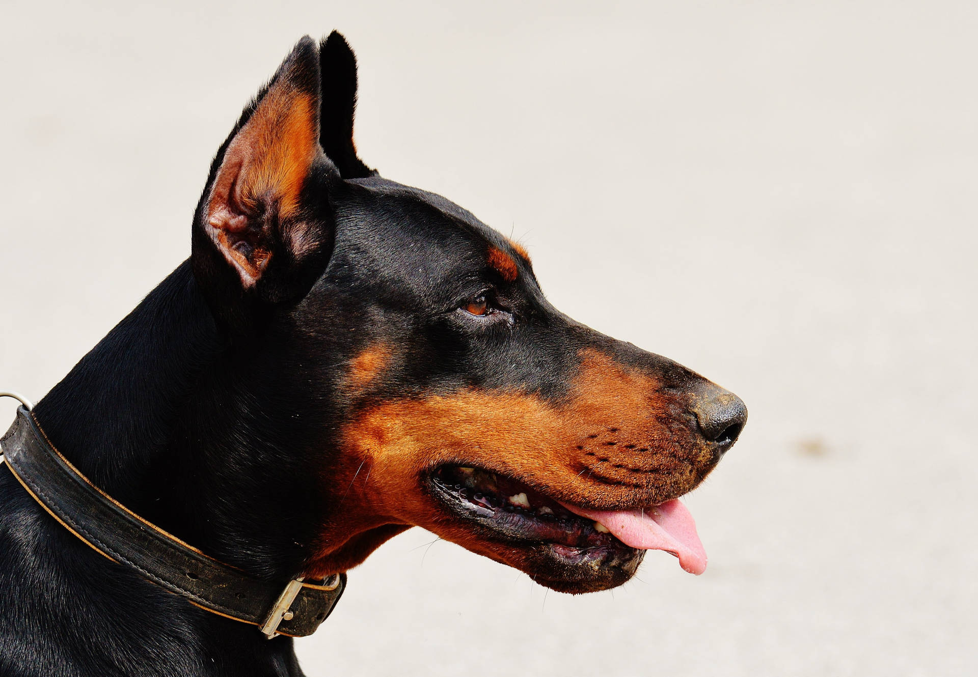 Black And Tan Doberman Pinscher's Head Background