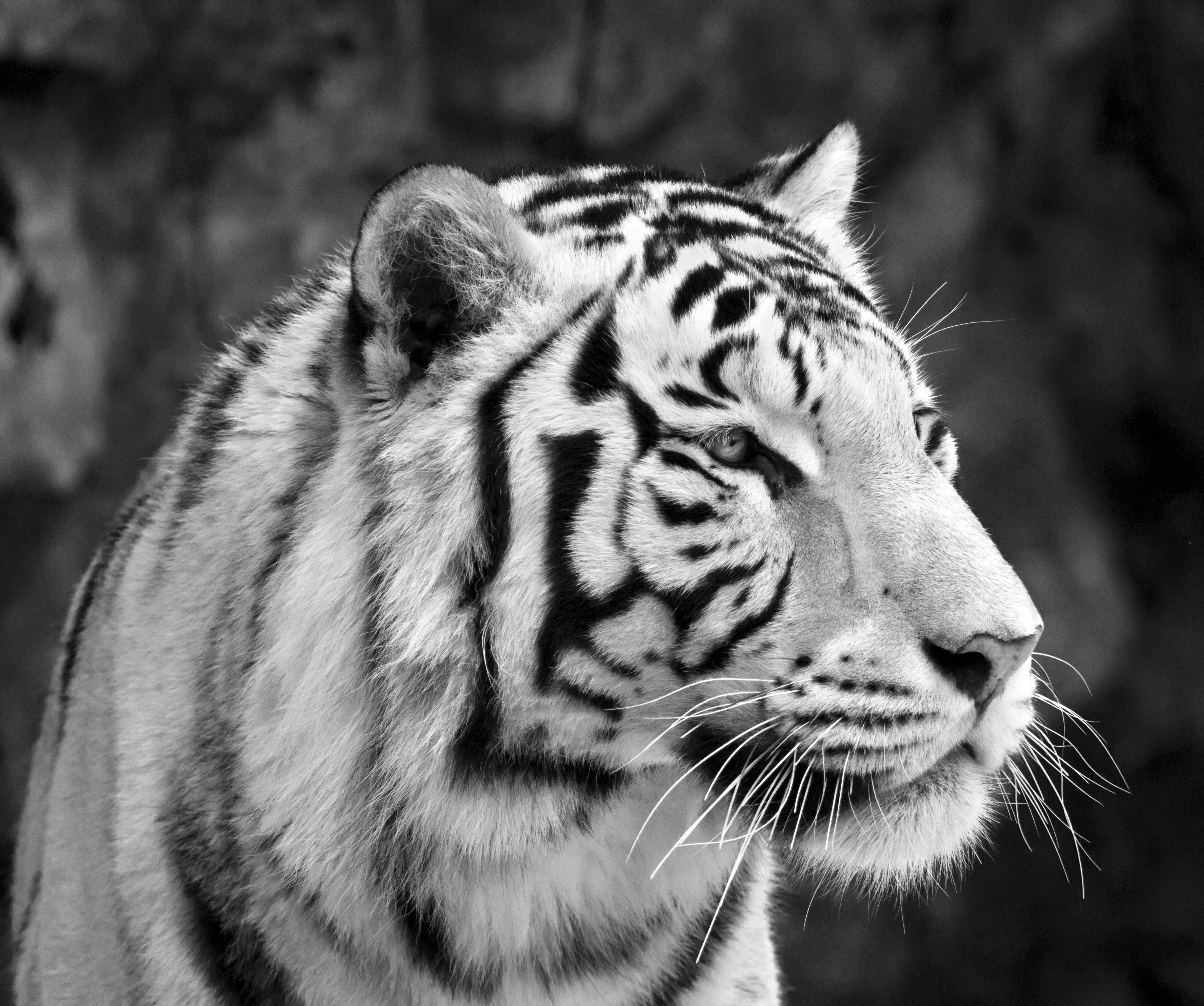 Black And White 8k Tiger Uhd