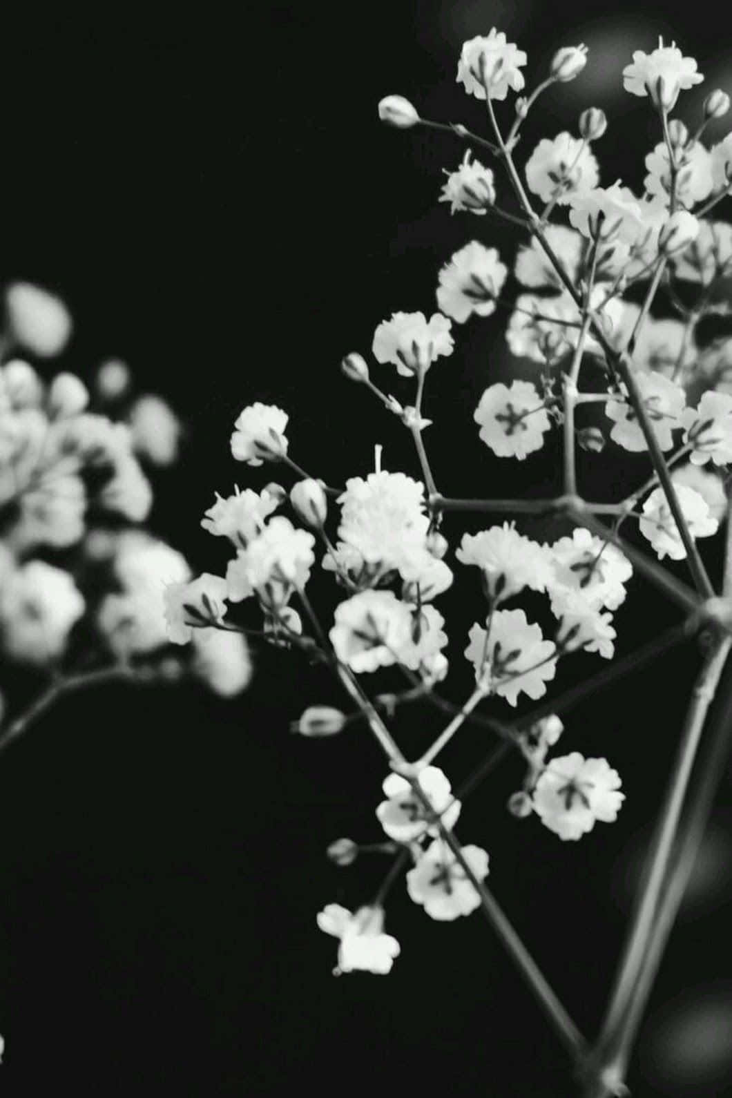 Black And White Aesthetic Baby's Breath Flower Background