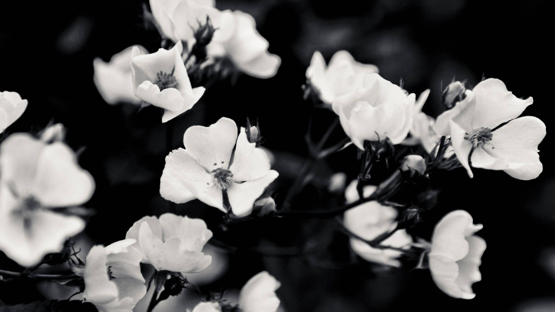 Black And White Aesthetic Bloomed Flowers Background