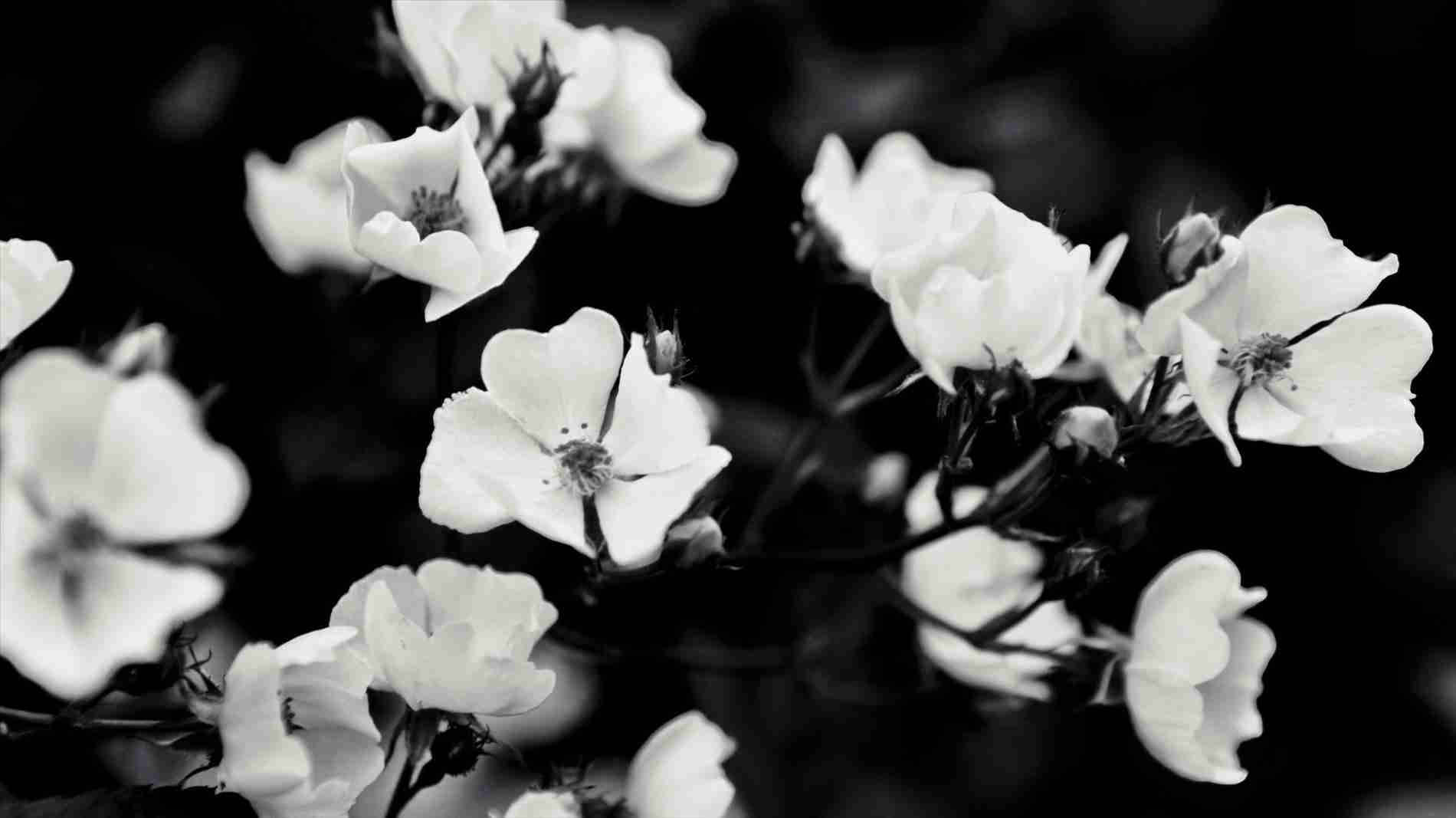 Black And White Aesthetic Blossoms On Bush Background