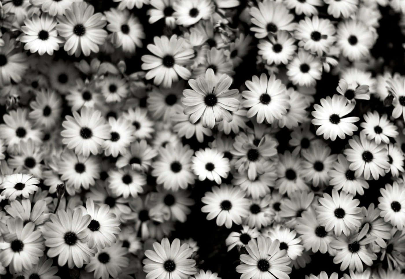 Black And White Aesthetic Daisy Flower Background