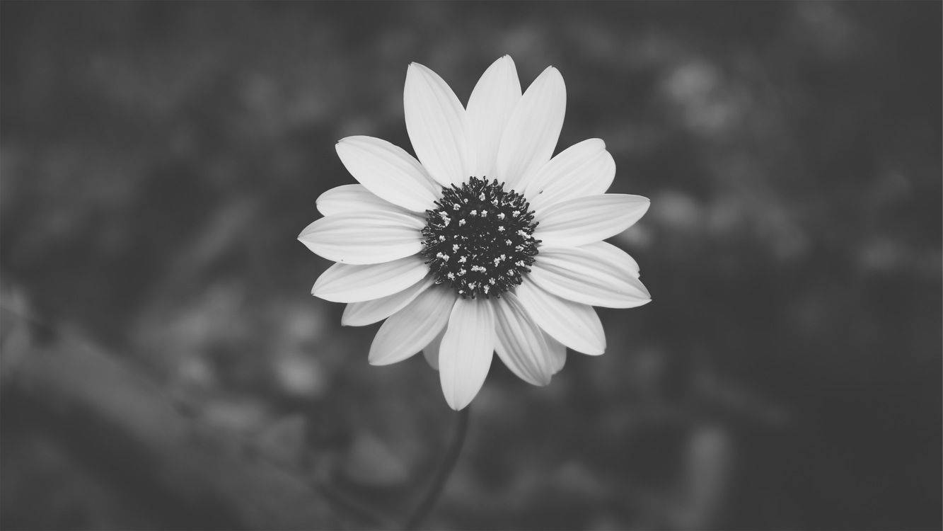 Black And White Aesthetic Daisy Background