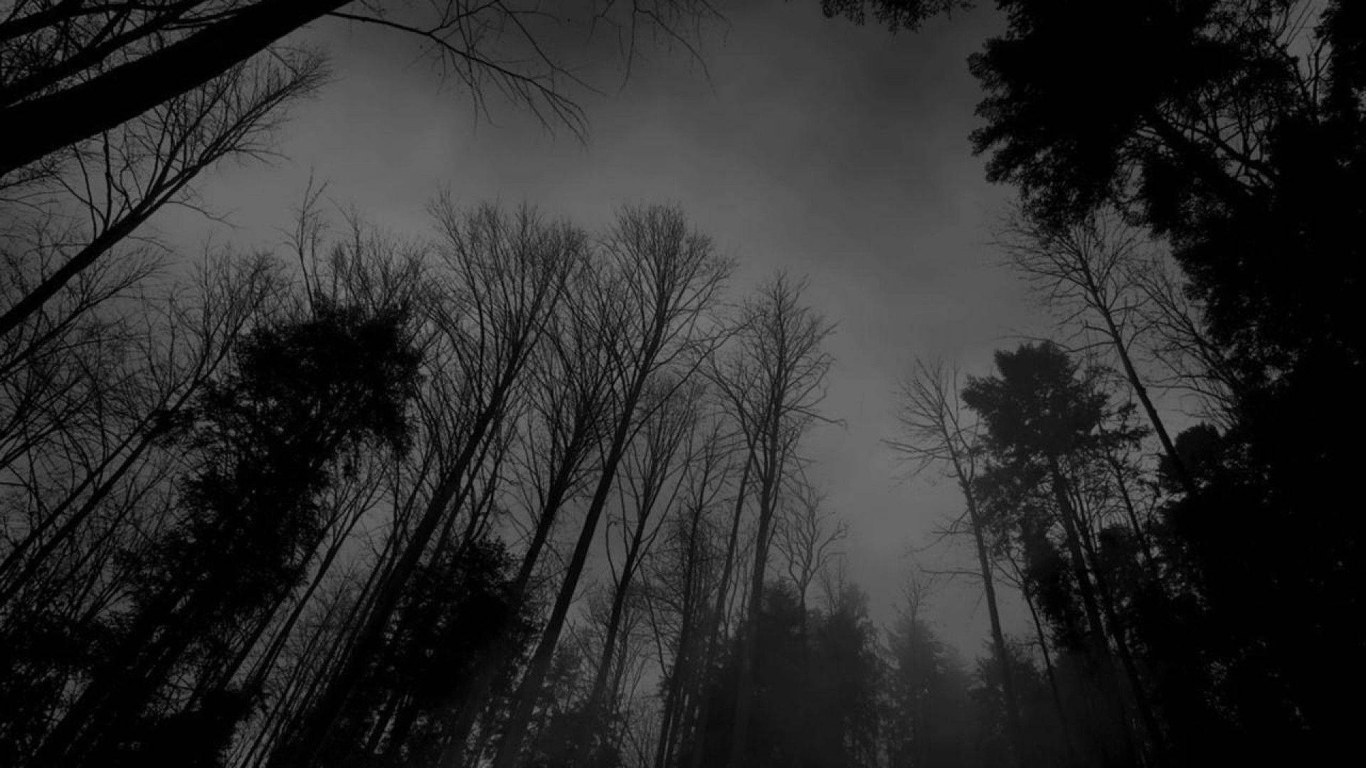 Black And White Aesthetic Dense Forest Background