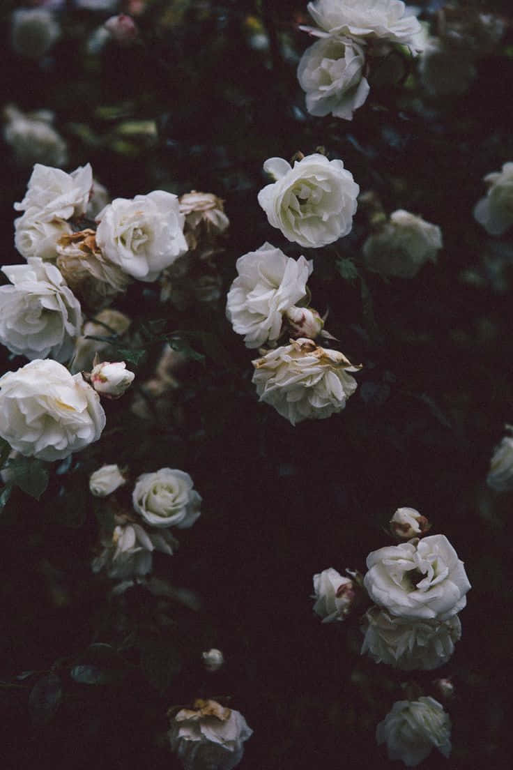 Black And White Aesthetic Flower Petals Background