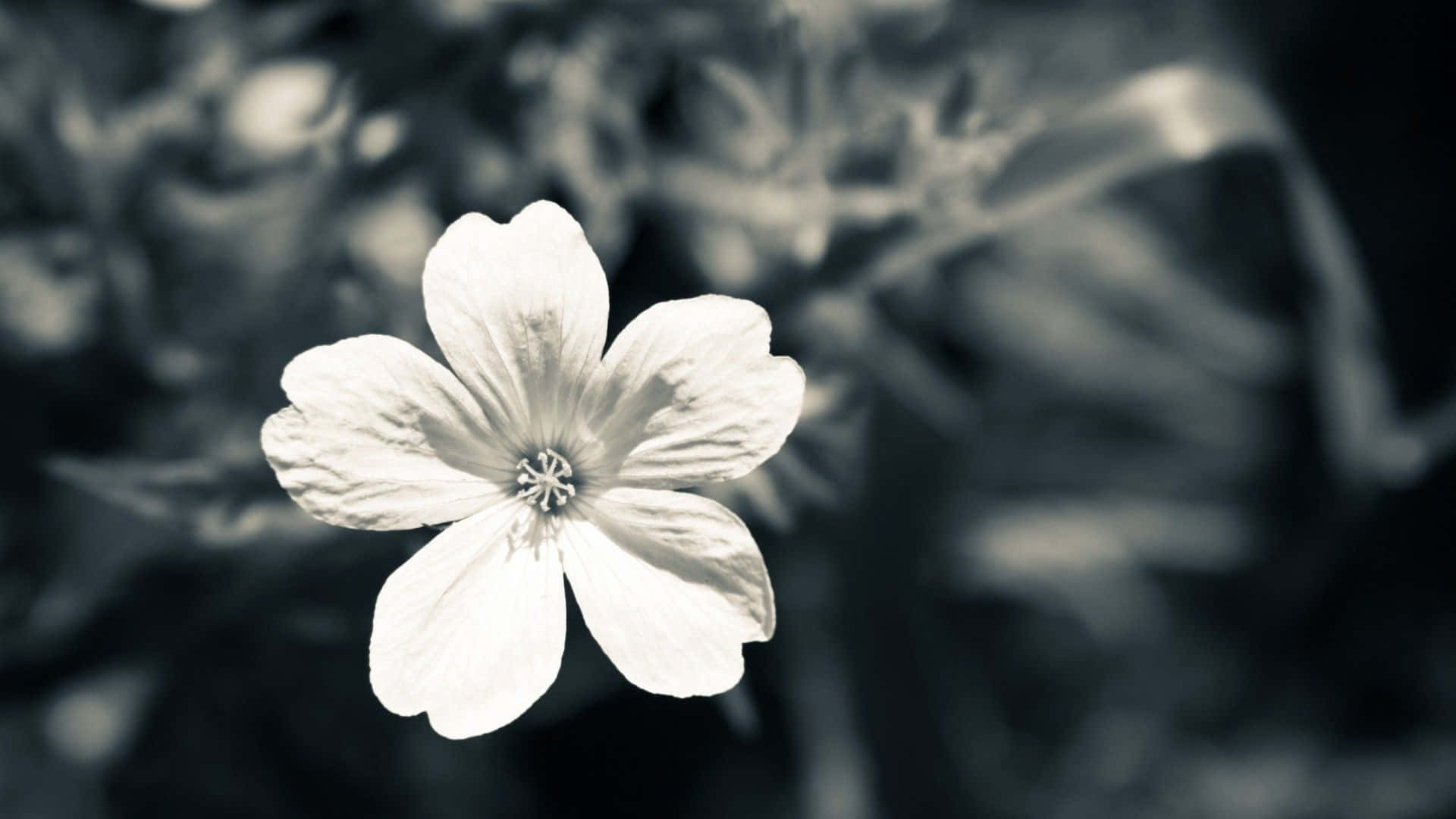 Black And White Aesthetic Flower Single Background
