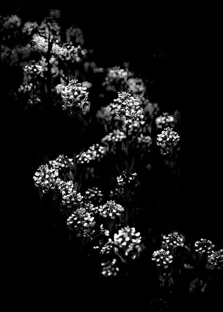 Black And White Aesthetic Flower Zigzag Background