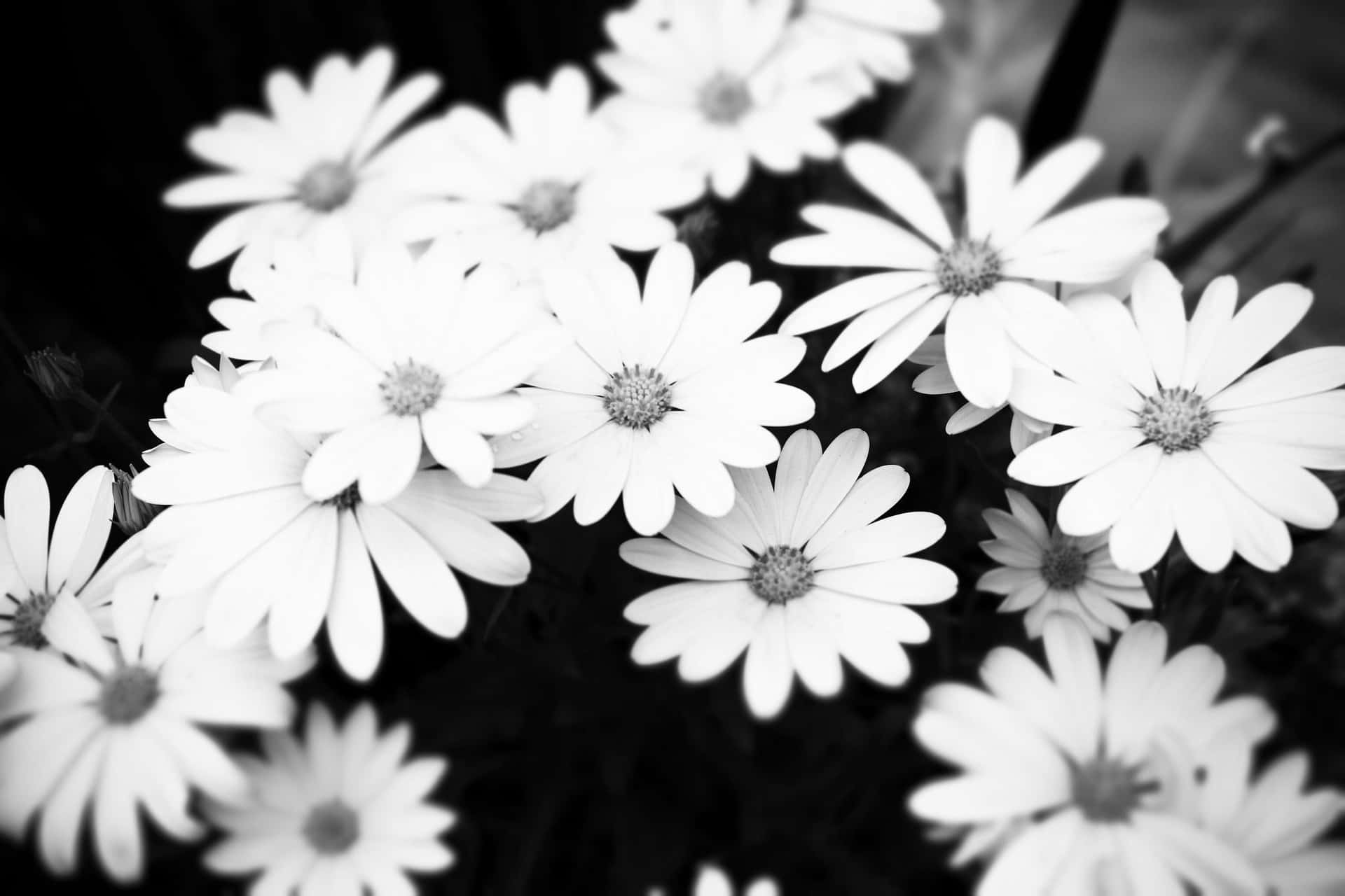Black And White Aesthetic Lovely Flower Background