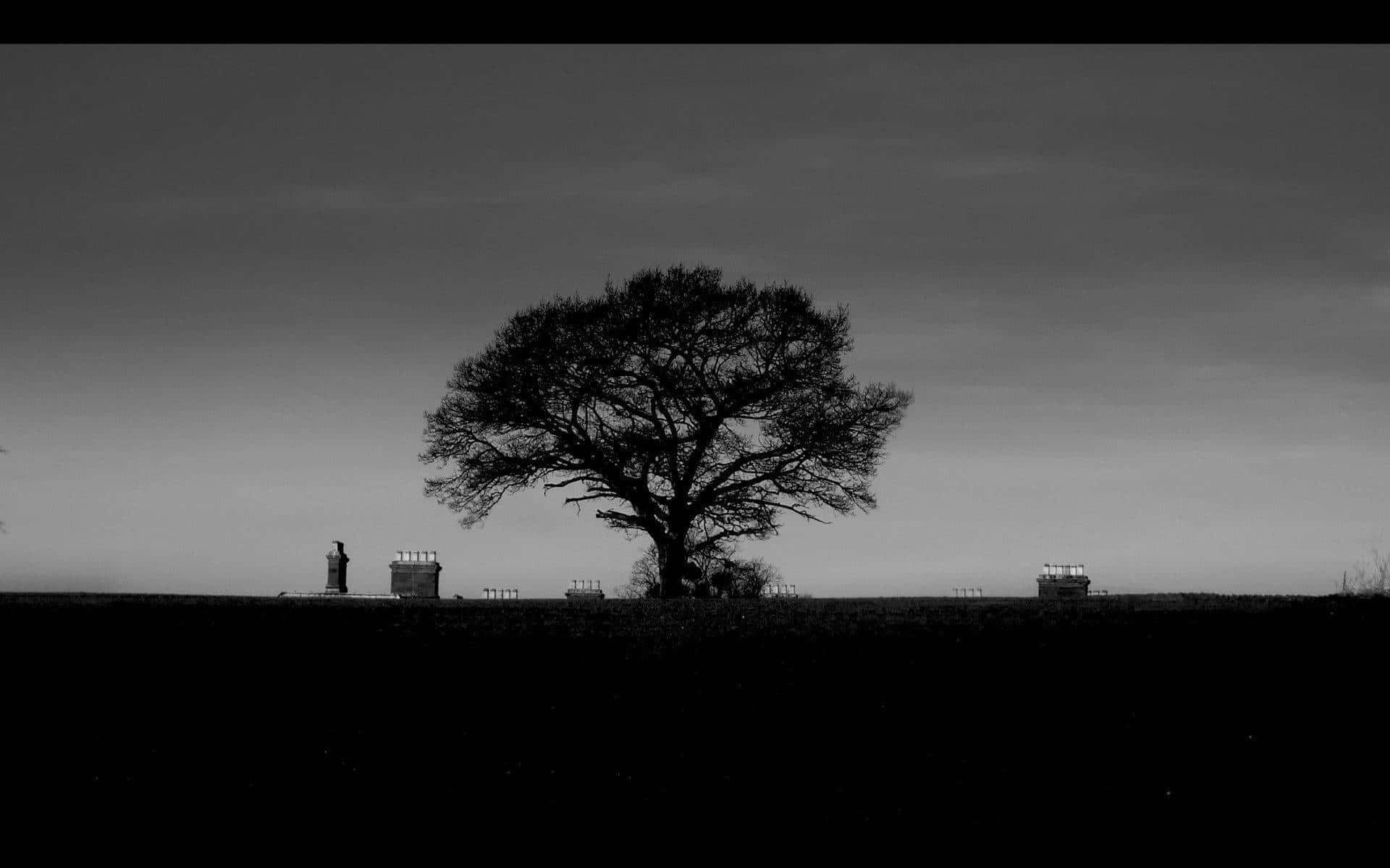 Black And White Aesthetic Pc Big Tree Background