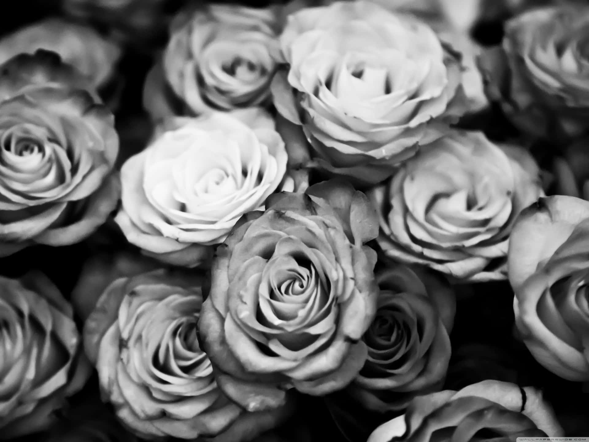 Black And White Aesthetic Pc Flowers Background