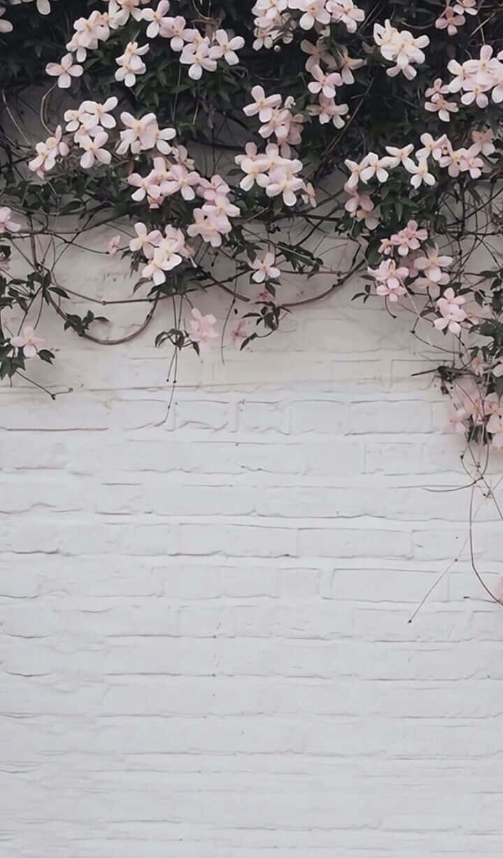 Black And White Aesthetic Pink Flower Background