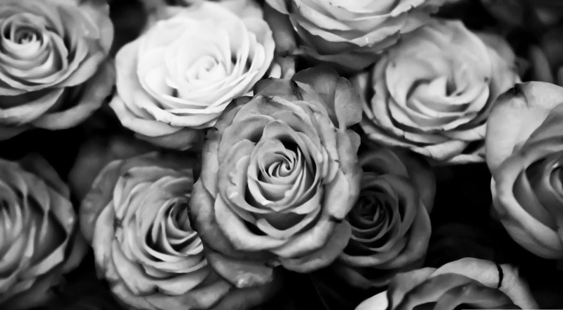Black And White Aesthetic Rose Flower Background