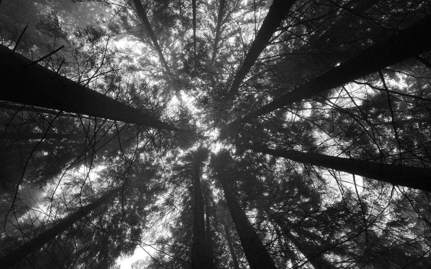 Black And White Aesthetic Trees From Below Background