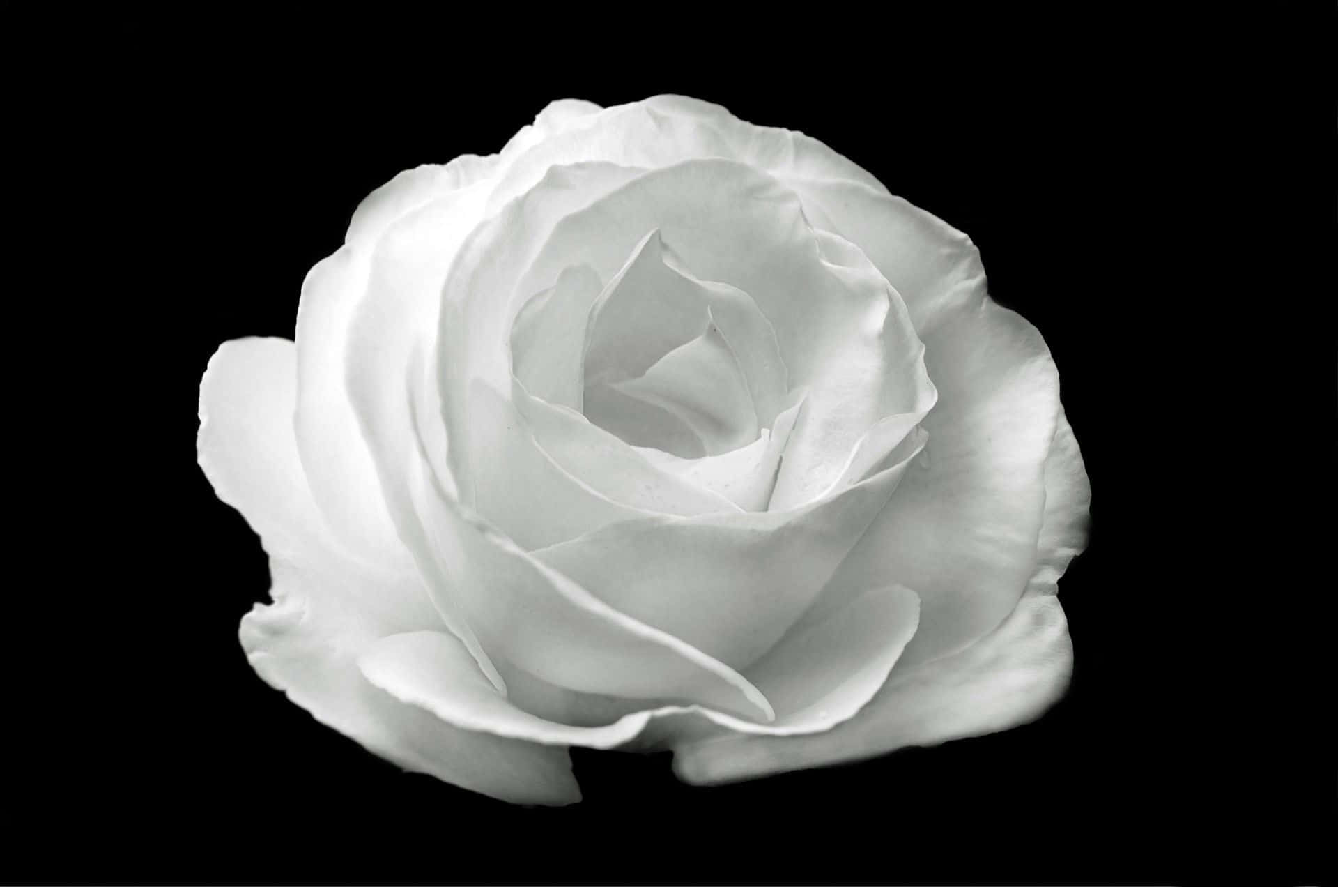 Black And White Aesthetic White Rose Flower Background