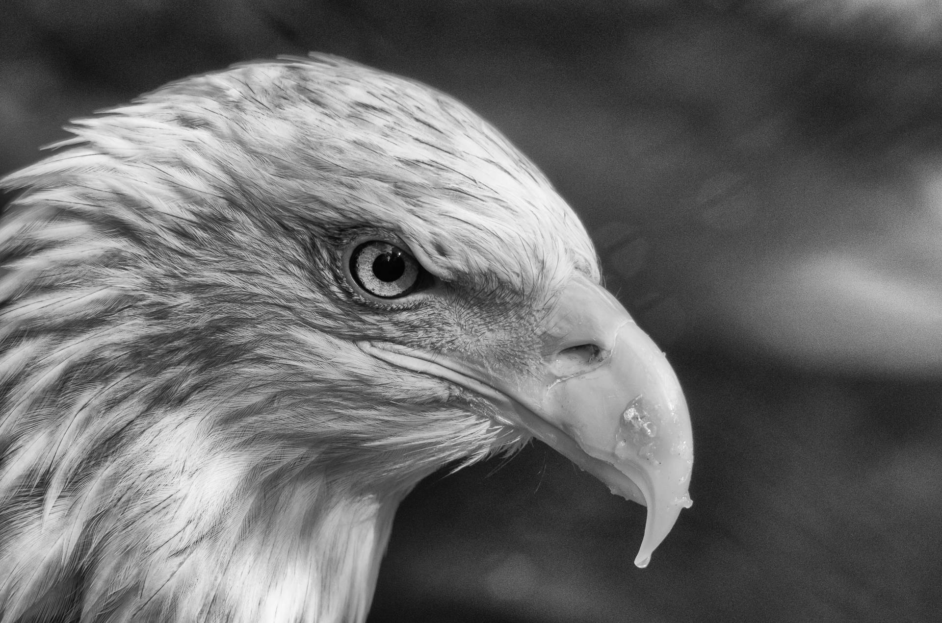 Black And White Aguila Side Portrait Background