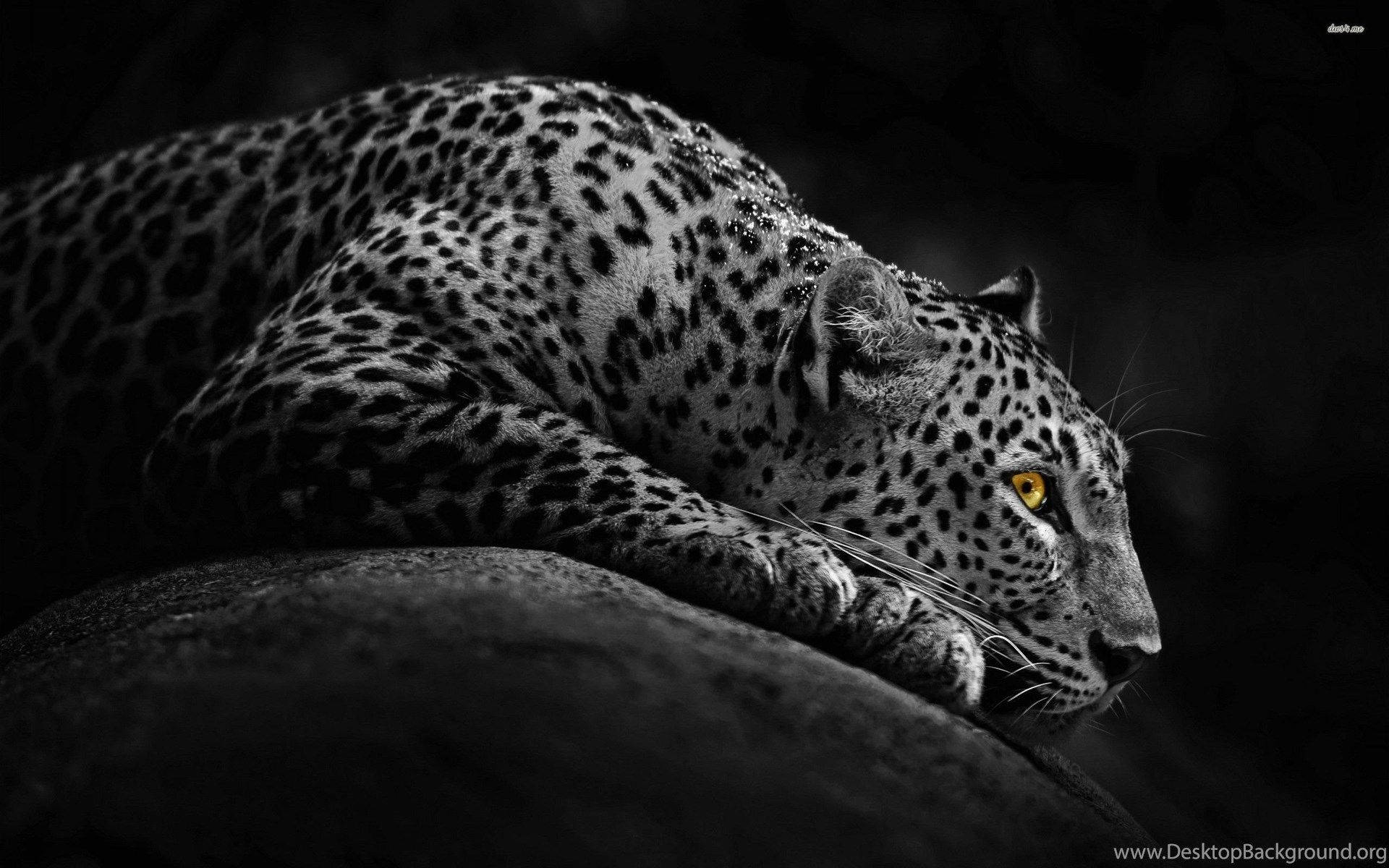 Black And White Animal Leopard Background