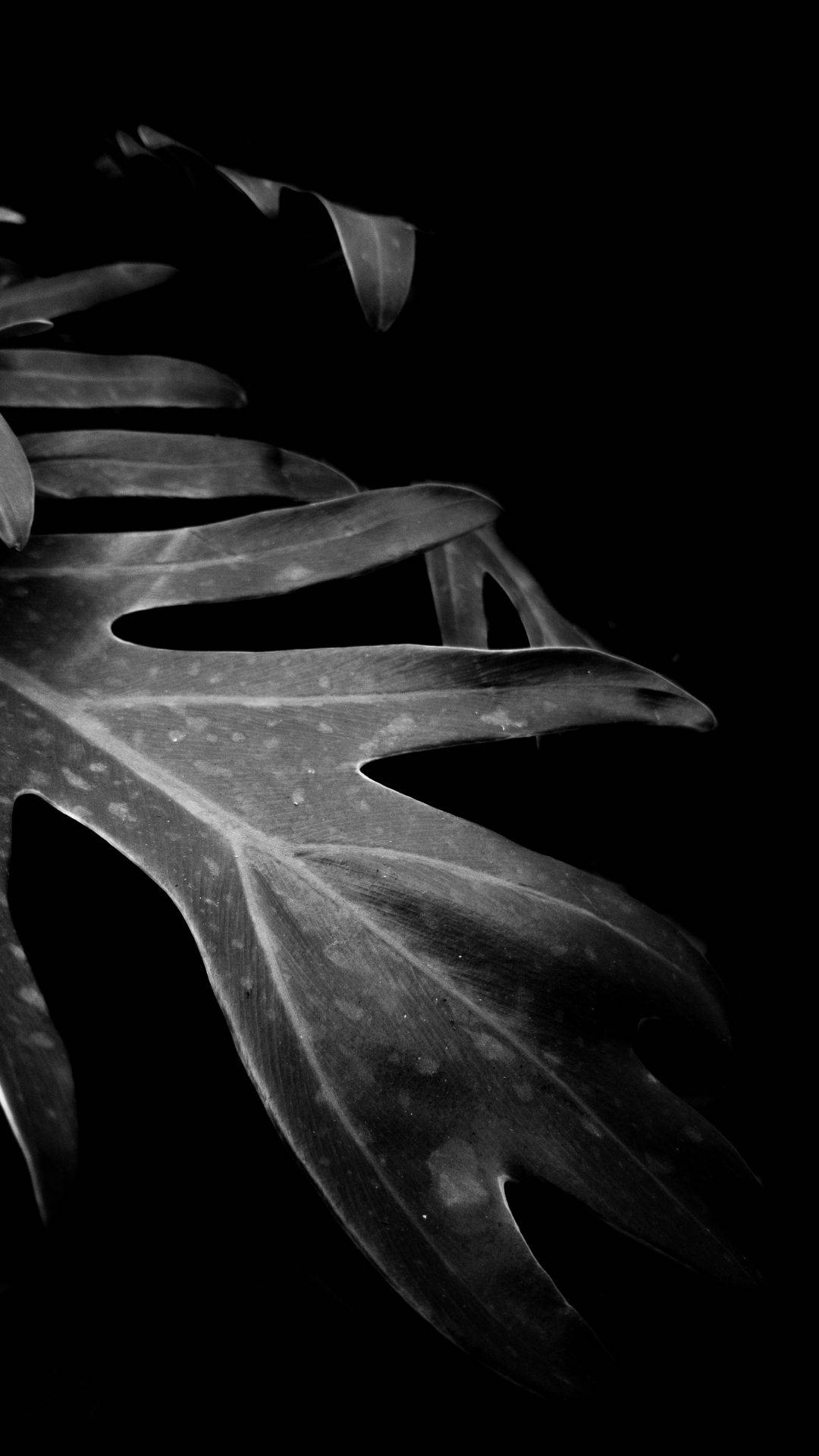 Black And White Art Leaf
