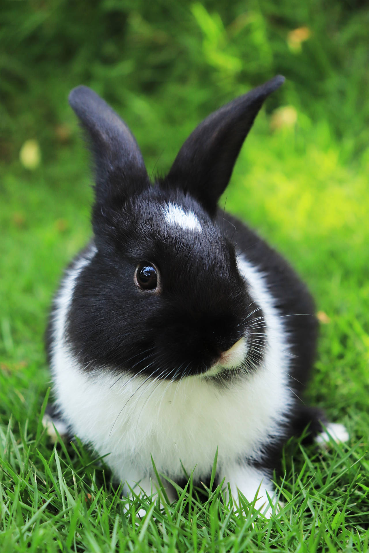 Black And White Baby Bunny