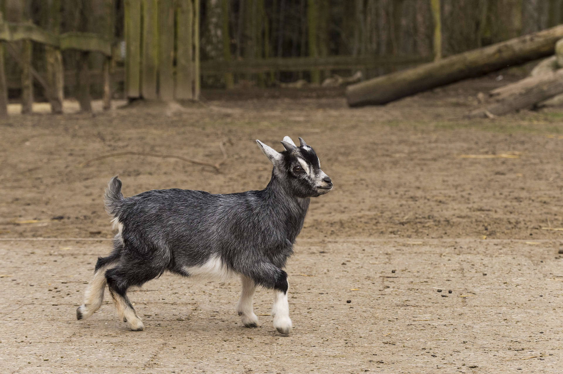 Black And White Baby Goat