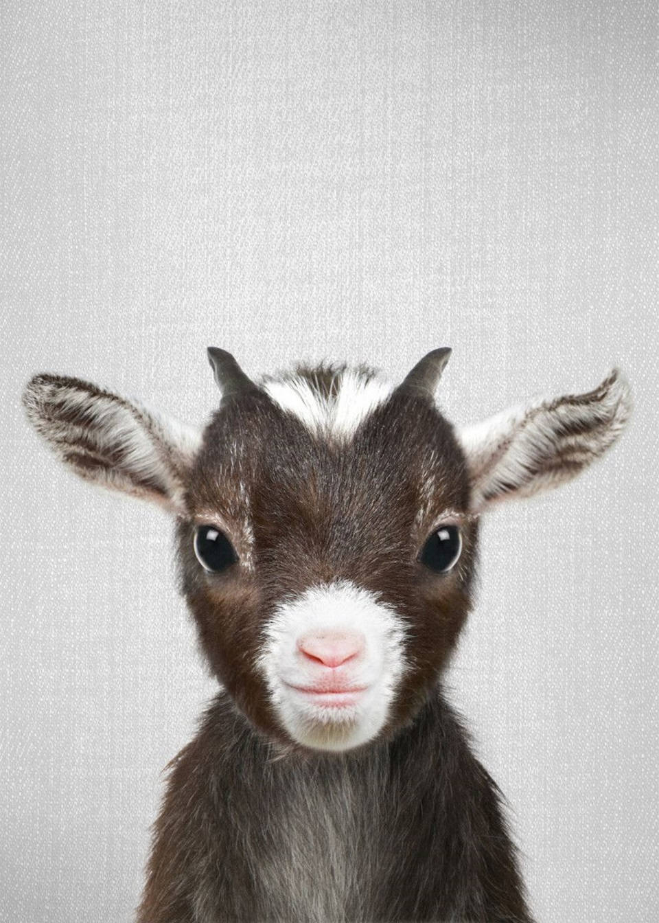 Black And White Baby Goat Poster Background