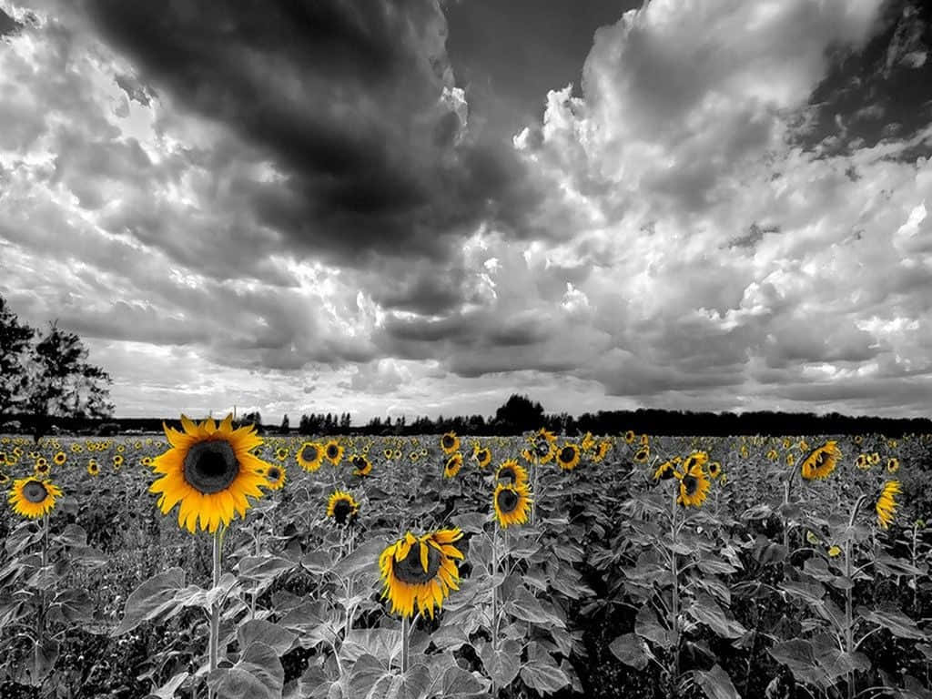 Black And White Background Sunflower