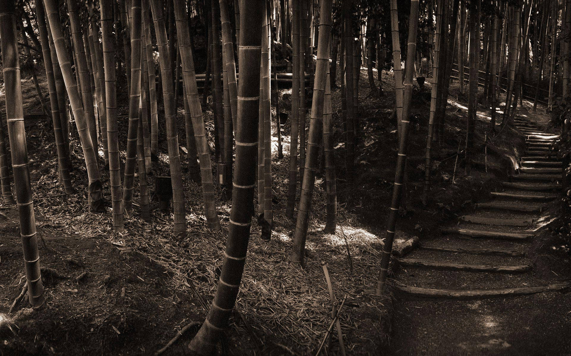Black And White Bamboo Hd Background