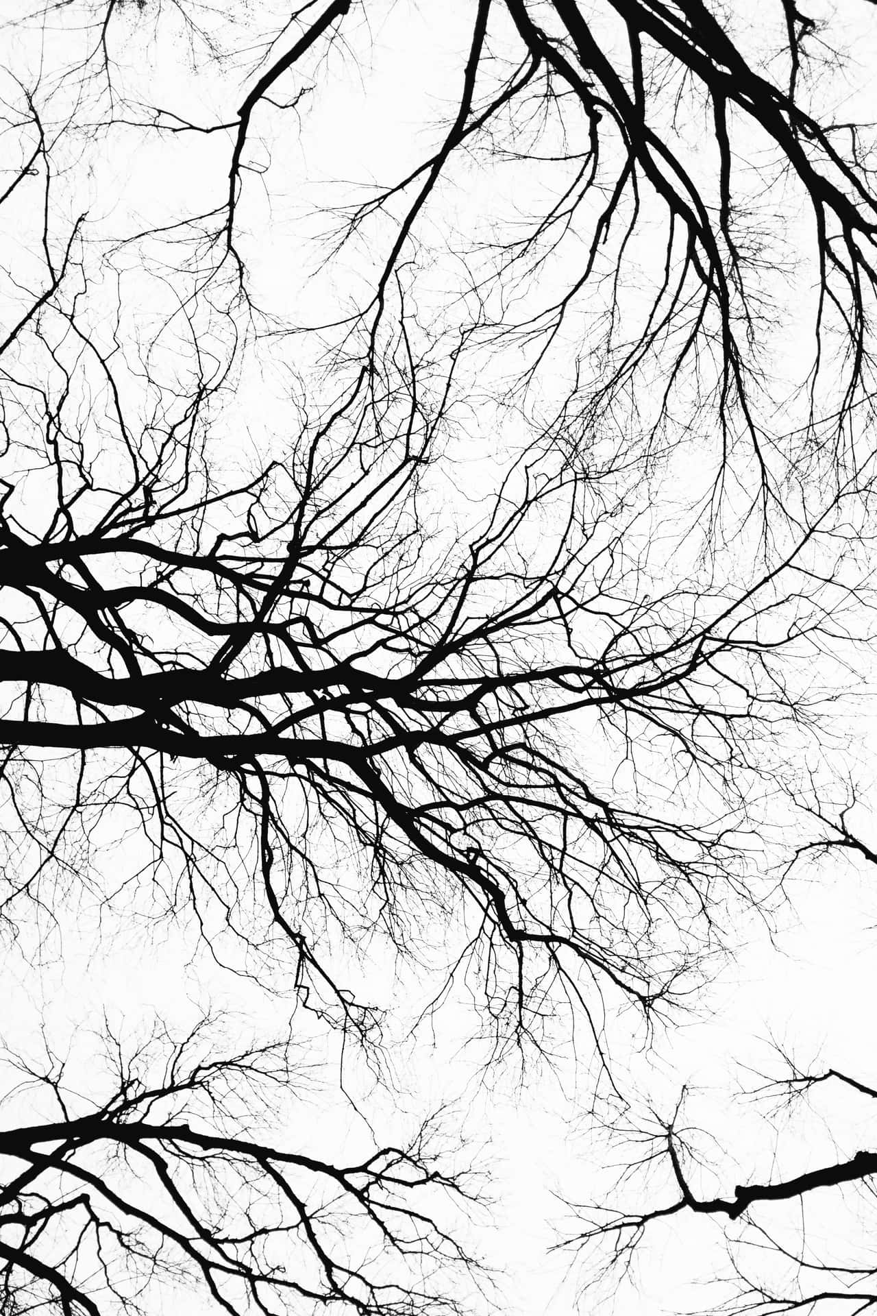 Black And White Bare Tree Branches Digital Art Background