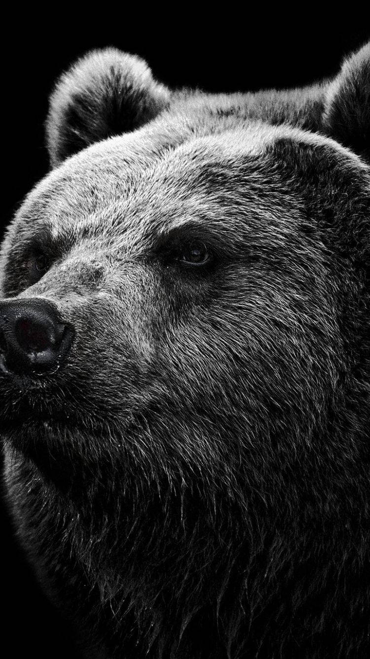 Black And White Bear Close-up Background